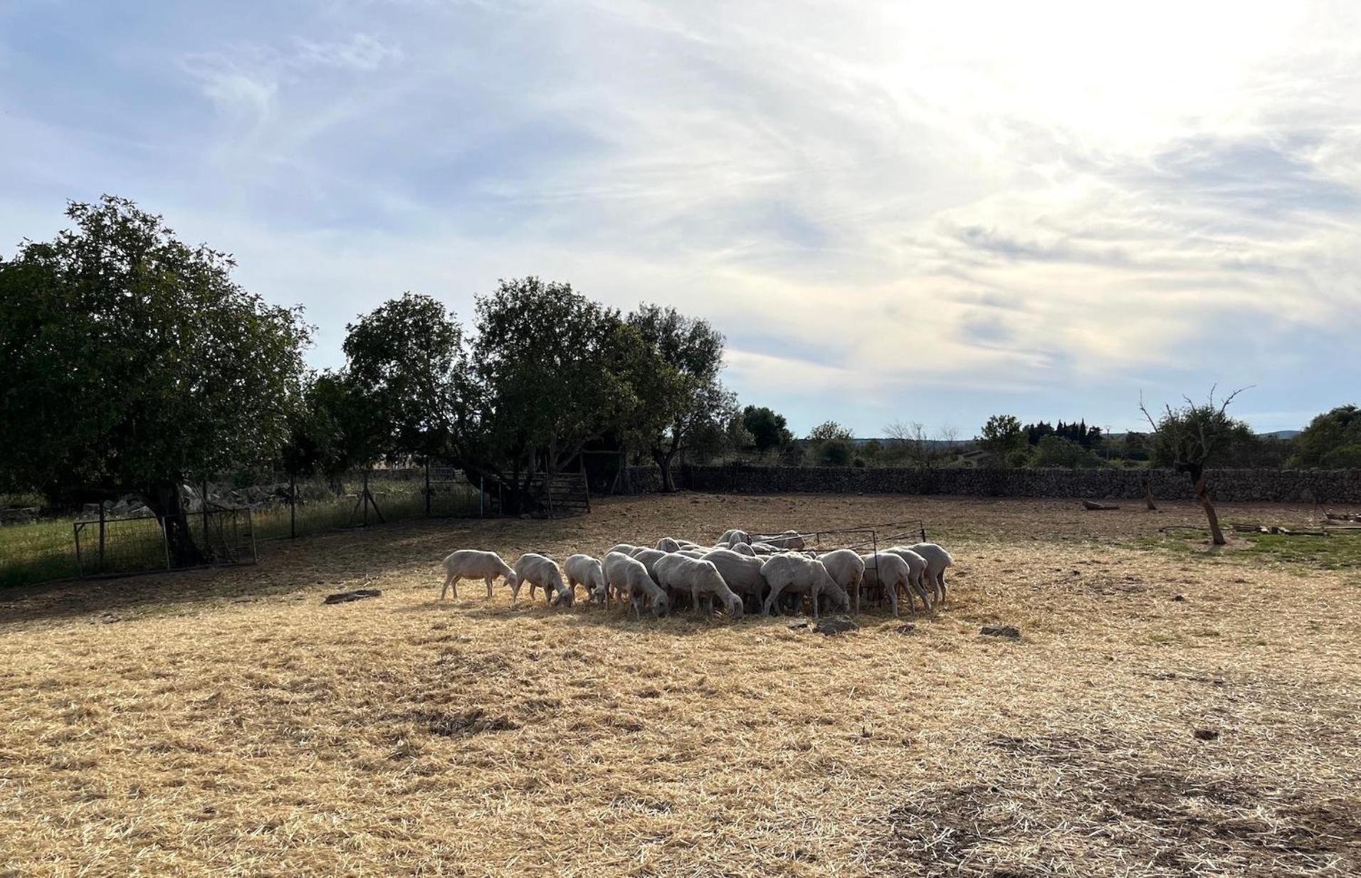 Finca Hotel Ses Cases Noves Sant Llorenc Des Cardassar Kültér fotó